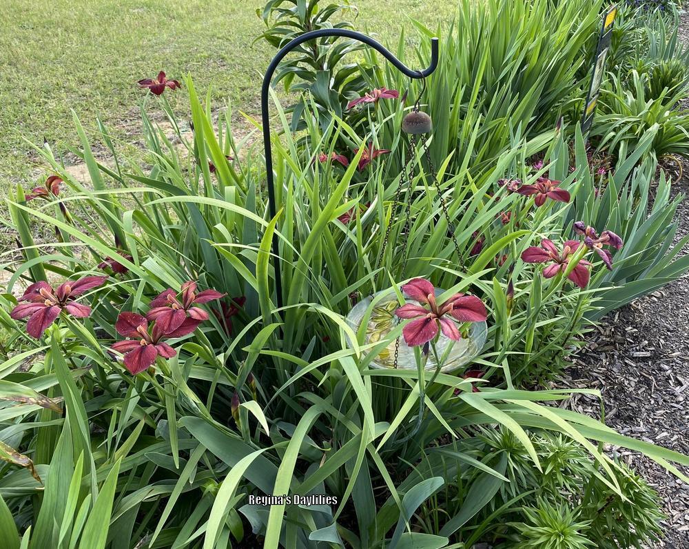 Photo of Louisiana Iris (Iris 'Red Echo') uploaded by scflowers