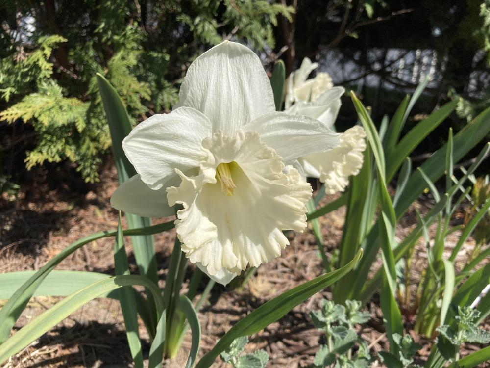 Photo of Trumpet Daffodil (Narcissus 'British Gamble') uploaded by sucrose