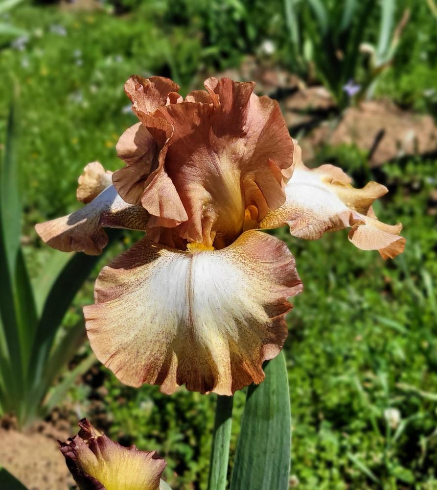 Photo of Tall Bearded Iris (Iris 'Indian Sandstone') uploaded by Bitoftrouble