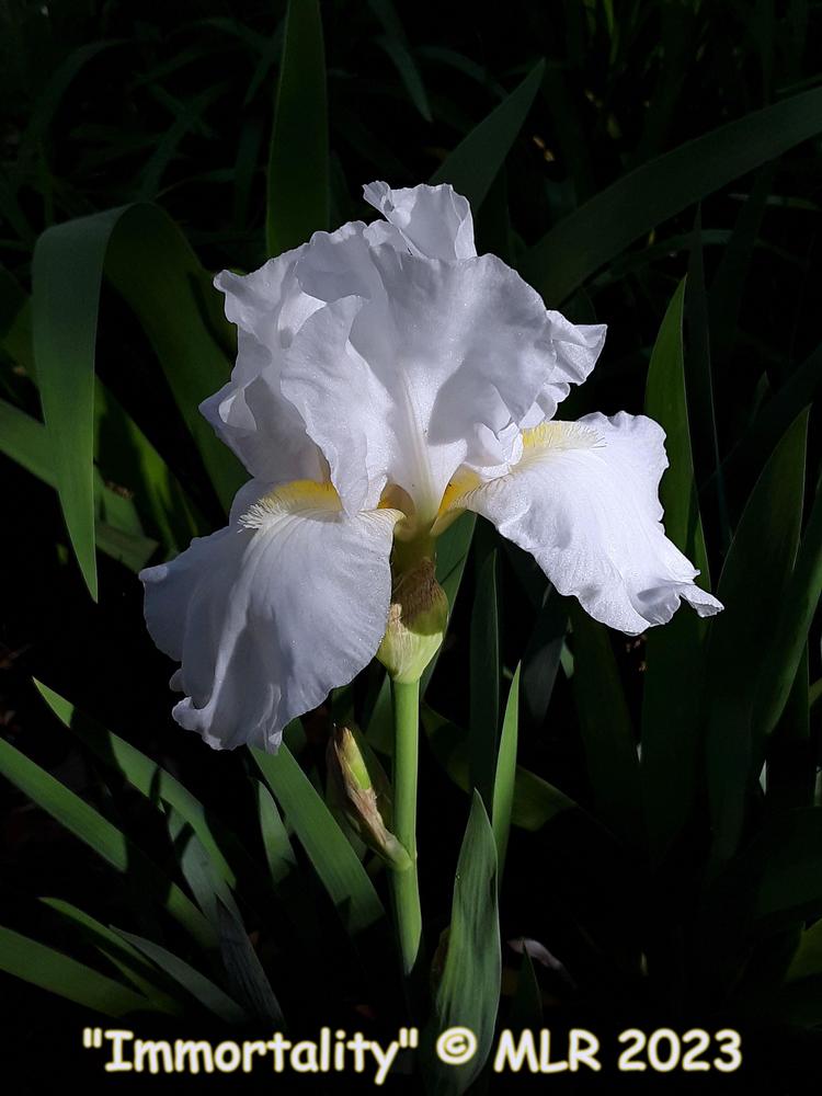Photo of Tall Bearded Iris (Iris 'Immortality') uploaded by MLR11