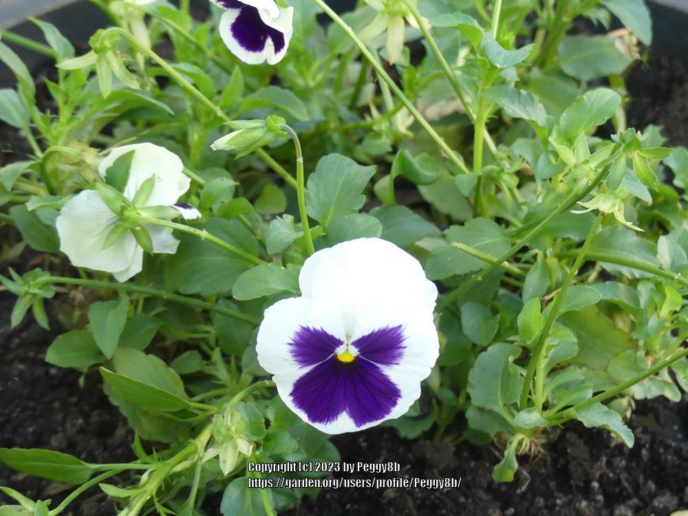 Photo of Pansy (Viola x wittrockiana) uploaded by Peggy8b
