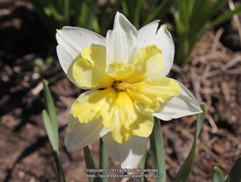 Photo of Split-Cupped Collar Daffodil (Narcissus 'Cassata') uploaded by Valery33