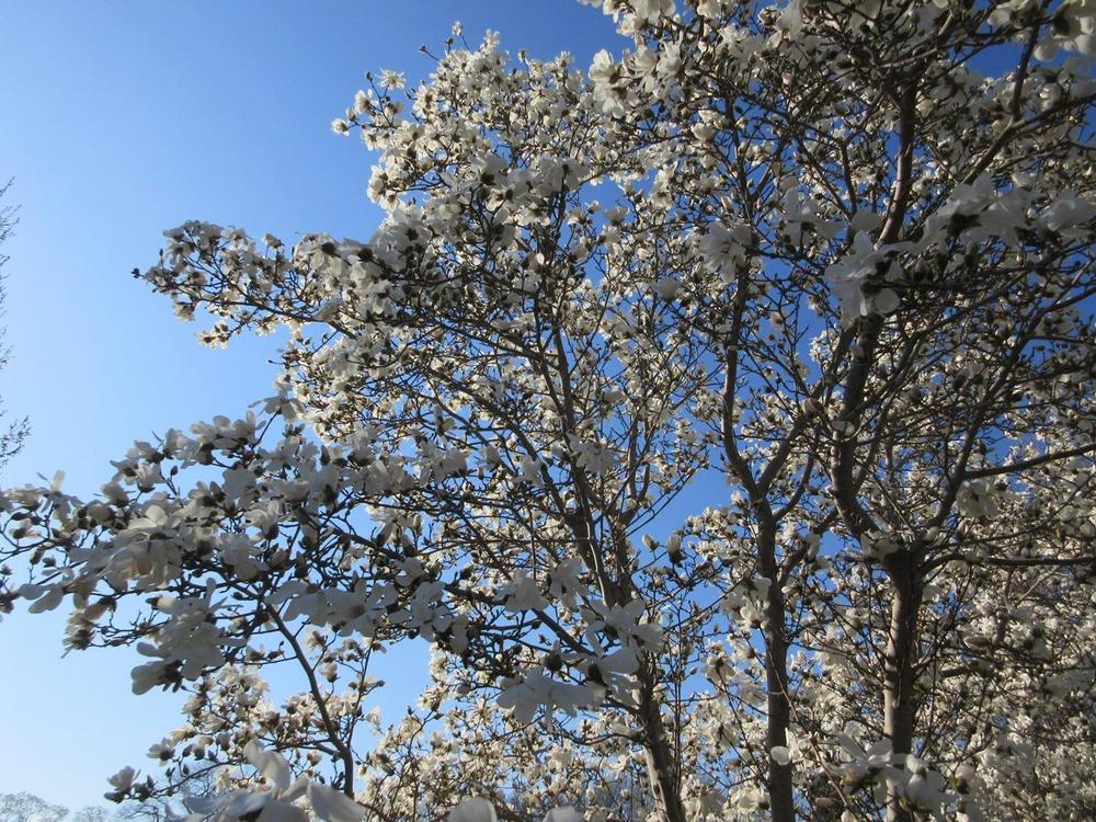 Photo of Loebner Magnolia (Magnolia x loebneri 'Merrill') uploaded by janelp_lee
