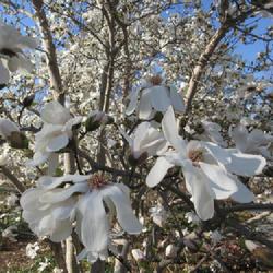 Location: Toronto, Ontario
Date: 2023-04-16
Magnolia (Magnolia x loebneri 'Merrill').