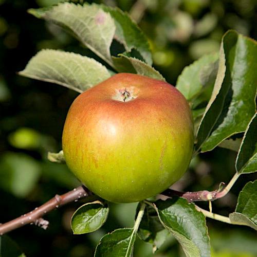 Photo of Cooking Apple (Malus domestica 'Bramley's Seedling') uploaded by scvirginia