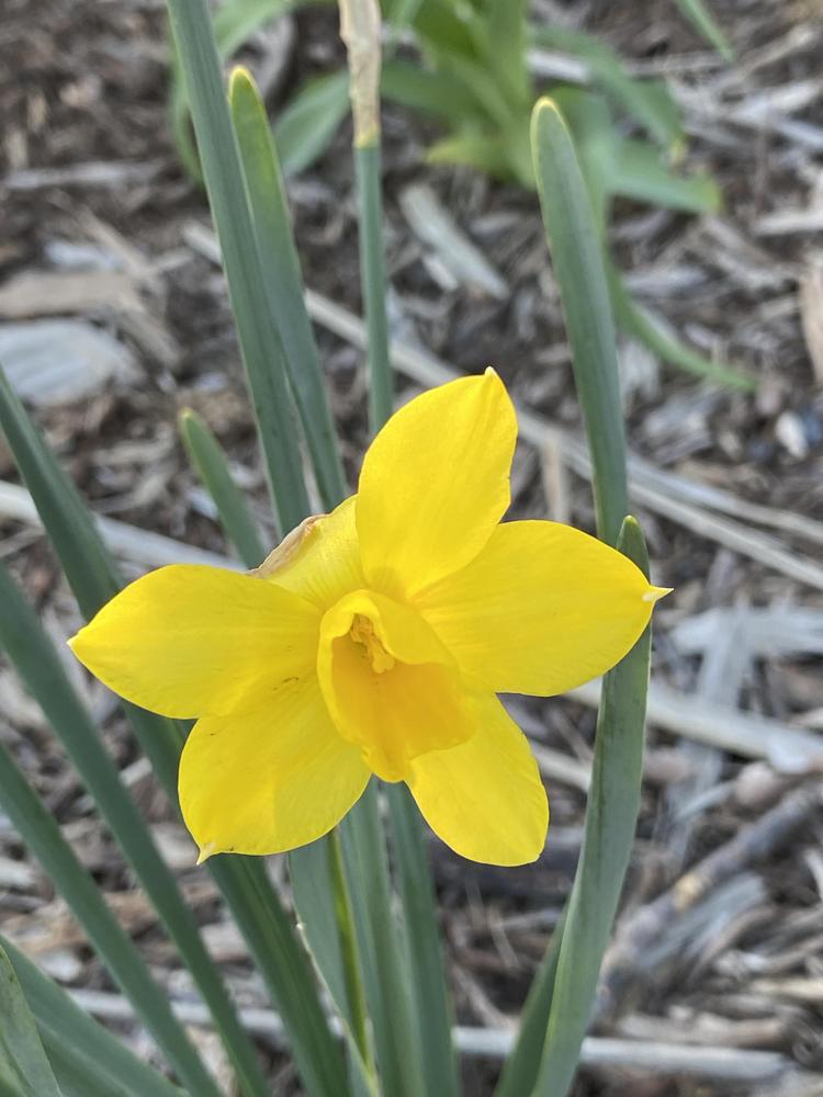 Photo of Daffodil (Narcissus 'Sweetness') uploaded by Legalily