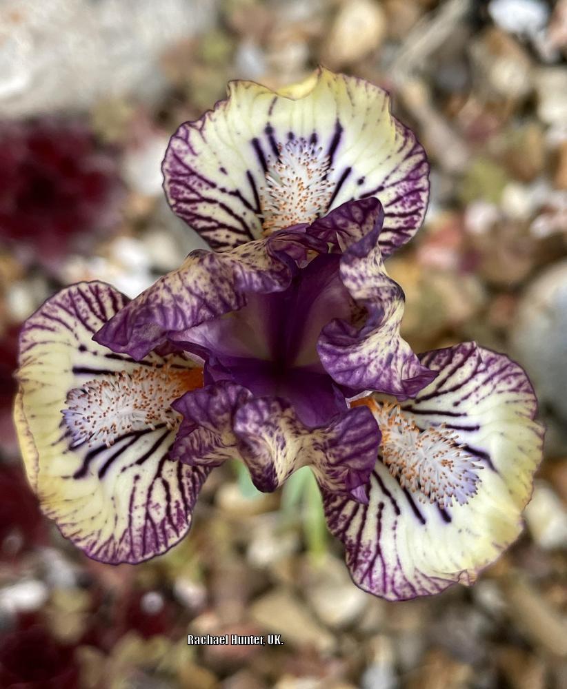 Photo of Miniature Dwarf Bearded Iris (Iris 'Beetlejuice') uploaded by RachaelHunter