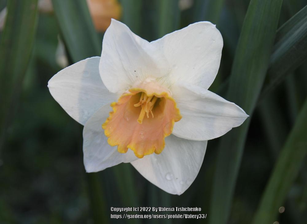 Photo of Large-cupped Daffodil (Narcissus 'Salome') uploaded by Valery33
