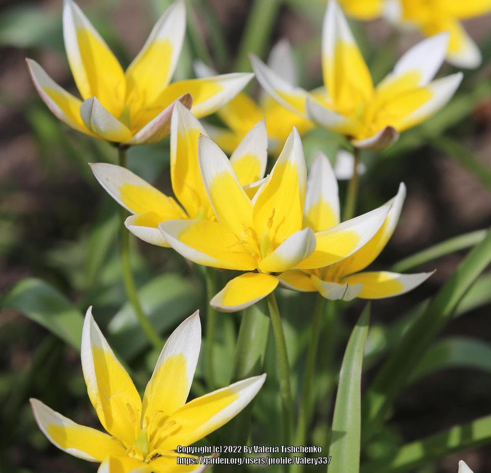 Photo of Species Tulip (Tulipa dasystemon) uploaded by Valery33