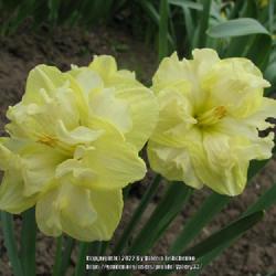 Location: My garden, Ukraine, Zaporizhzhya region Zone: 6a 
Date: 2008-04-15