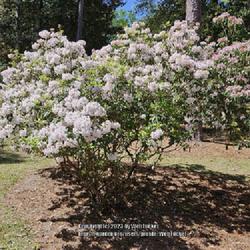 Location: Southern Pines, NC (Boyd House grounds)
Date: April 18, 2023
Mountain laurel #182. RAB page 1183, 145-8-1. AG p. 319, 58-14-1,