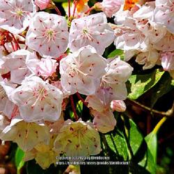 Location: Southern Pines, NC (Boyd House grounds)
Date: April 18, 2023
Mountain laurel #182; RAB page 1183, 145-8-1. AG p. 319, 58-14-1,