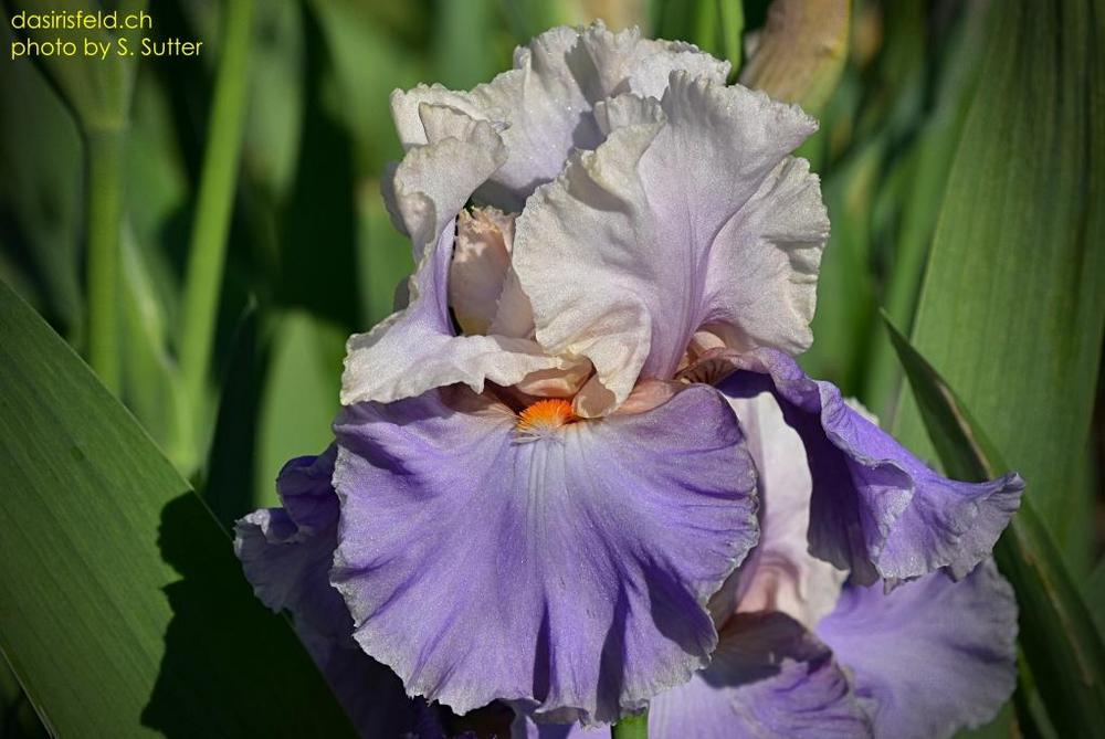 Photo of Tall Bearded Iris (Iris 'Hotel Roma') uploaded by sunnyvalley