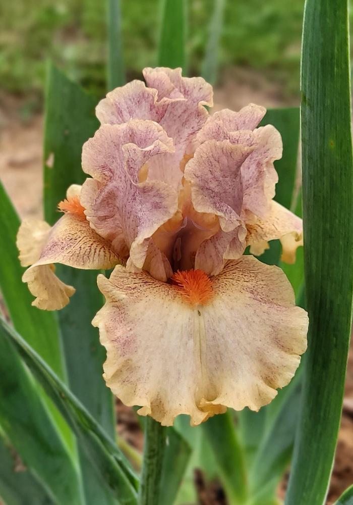Photo of Intermediate Bearded Iris (Iris 'Synergy') uploaded by Bitoftrouble