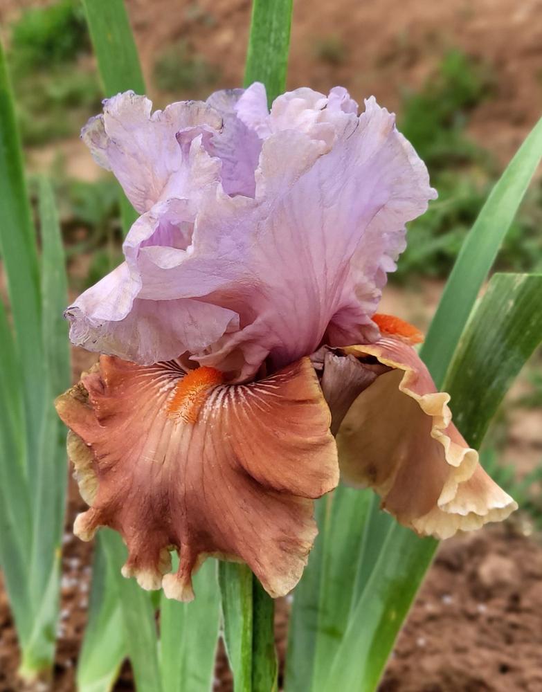 Photo of Tall Bearded Iris (Iris 'Maybe Magic') uploaded by Bitoftrouble