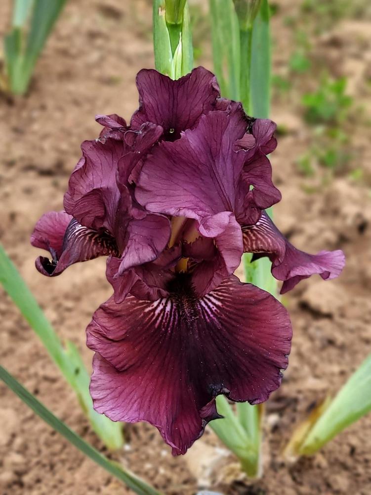 Photo of Tall Bearded Iris (Iris 'Smoldering Fire') uploaded by Bitoftrouble