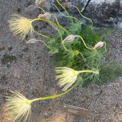 Location: St Louis - MoBOT
Plant labelled Pulsatilla regeliana, apparently now considered sy