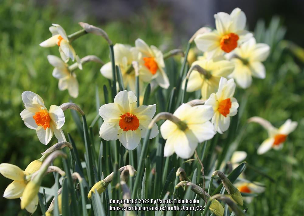 Photo of Small-Cupped Daffodil (Narcissus 'Barrett Browning') uploaded by Valery33