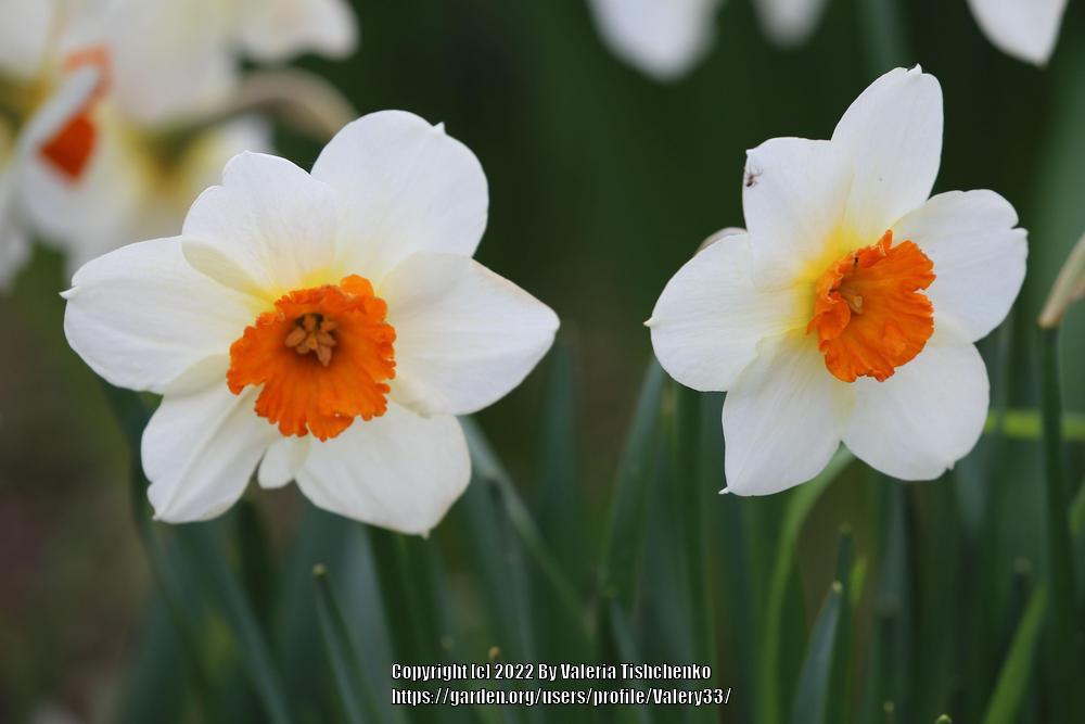 Photo of Small-Cupped Daffodil (Narcissus 'Barrett Browning') uploaded by Valery33