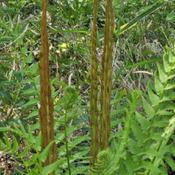 Cinnamon fern #123; RAB page 13, 7-1-1; LHB page 74, 2-1-2, "From