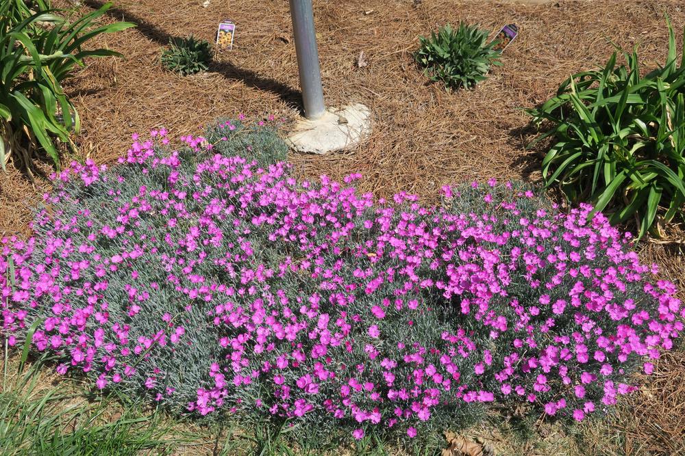 Photo of Cheddar Pink (Dianthus gratianopolitanus 'Feuerhexe') uploaded by 2Dogsmother