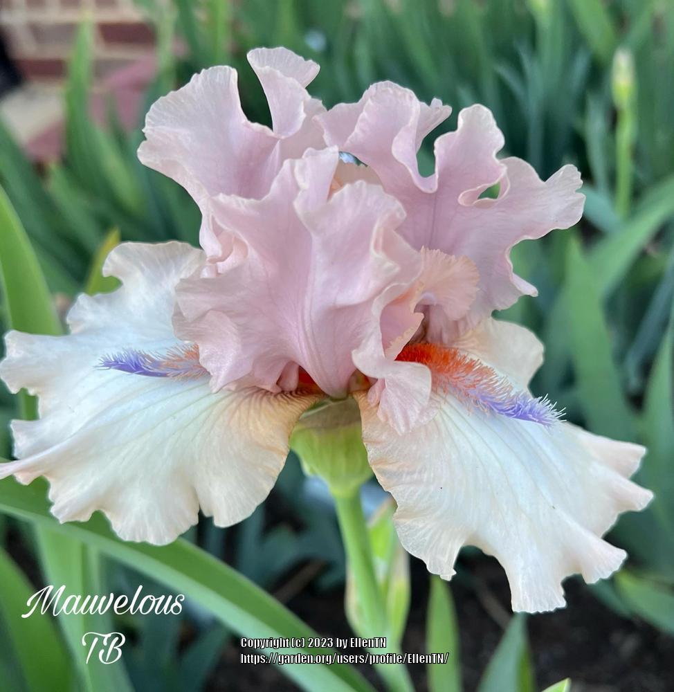 Photo of Tall Bearded Iris (Iris 'Mauvelous') uploaded by EllenTN
