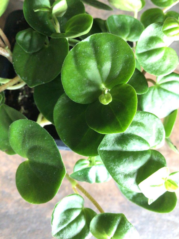 Photo of Peperomia uploaded by Fieldsof_flowers
