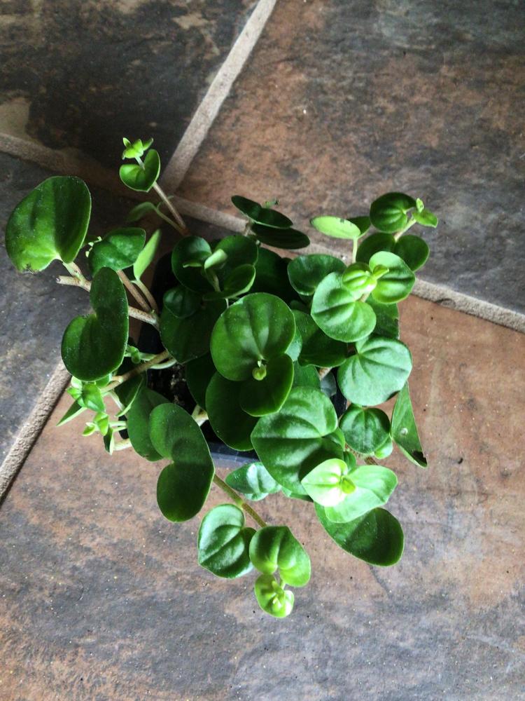 Photo of Peperomia uploaded by Fieldsof_flowers