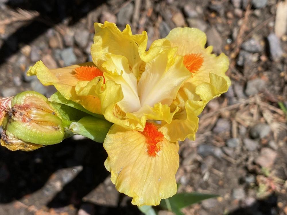 Photo of Standard Dwarf Bearded Iris (Iris 'Photon') uploaded by SL_gardener