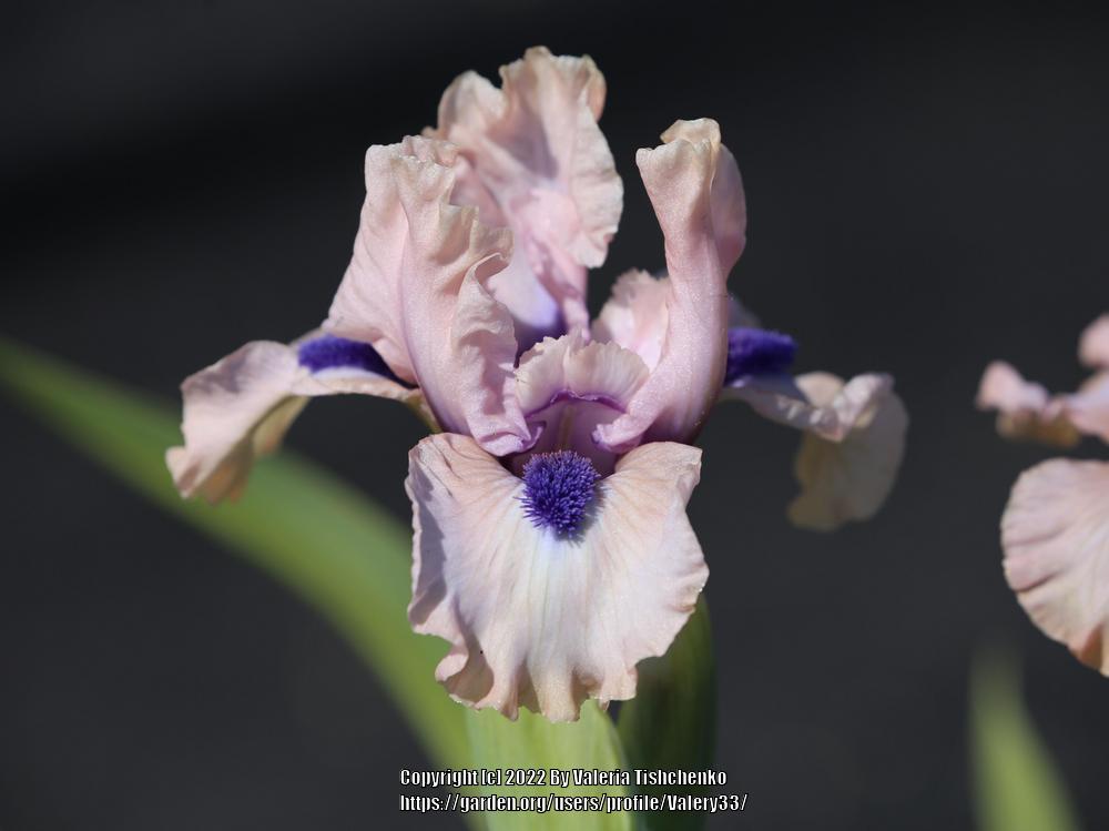 Photo of Standard Dwarf Bearded Iris (Iris 'Oh Wow') uploaded by Valery33