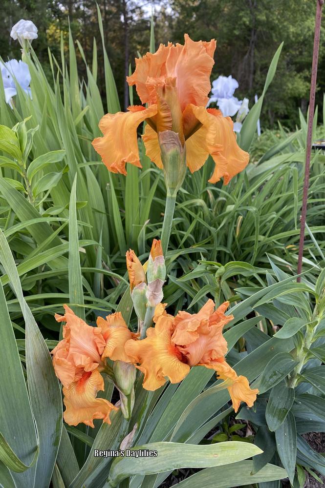 Photo of Tall Bearded Iris (Iris 'Savannah Sunset') uploaded by scflowers