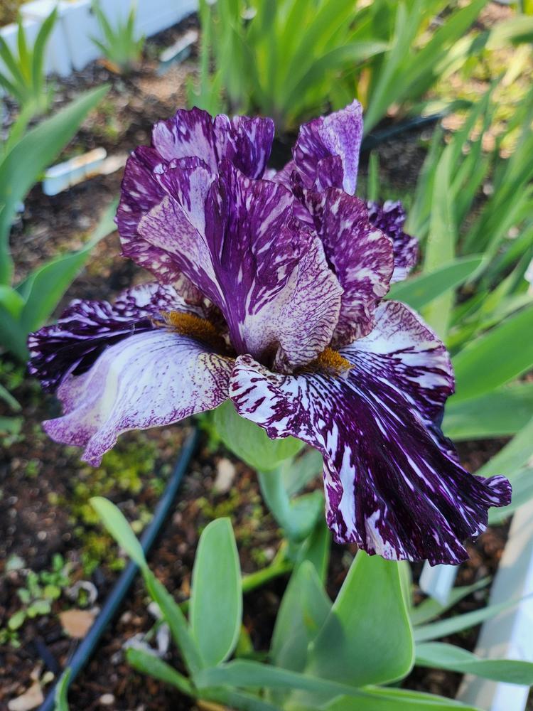 Photo of Tall Bearded Iris (Iris 'Peggy Anne') uploaded by MZiris