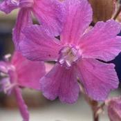 My plant is labelled Silene atropurpurea, synonymous with Viscari