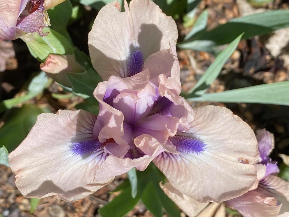 Photo of Standard Dwarf Bearded Iris (Iris 'Pink Twilight') uploaded by SL_gardener