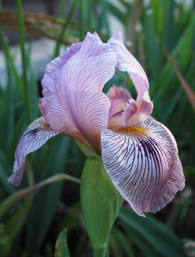 Photo of Arilbred Iris (Iris 'Alakazam') uploaded by This_is_katana