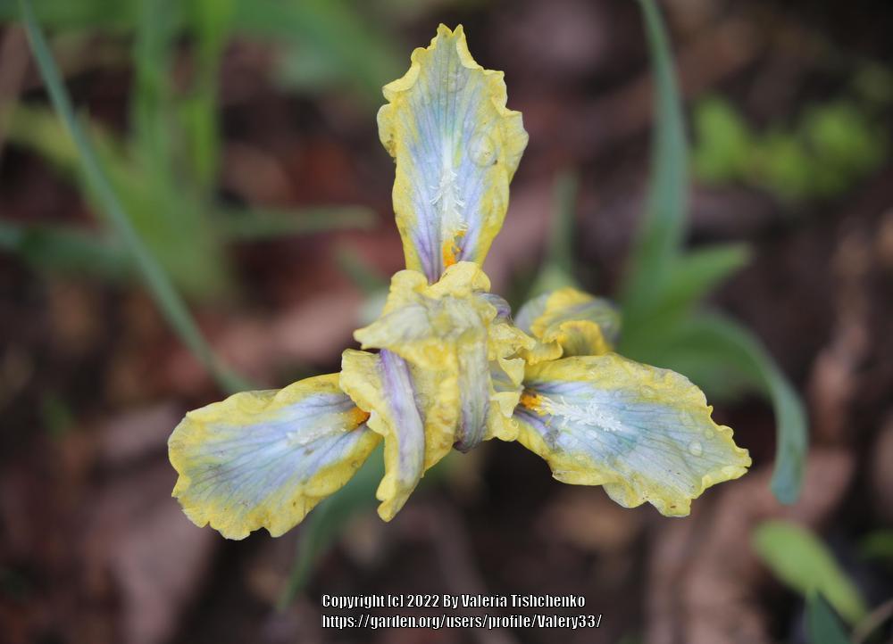 Photo of Species Iris (Iris pumila) uploaded by Valery33