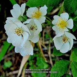 Location: Aberdeen, NC Pages Lake park
Date: April 20, 2023
Multiflora Rose #211 nn; RAB p. 550, 97-11-3; MBG, "Genus name co