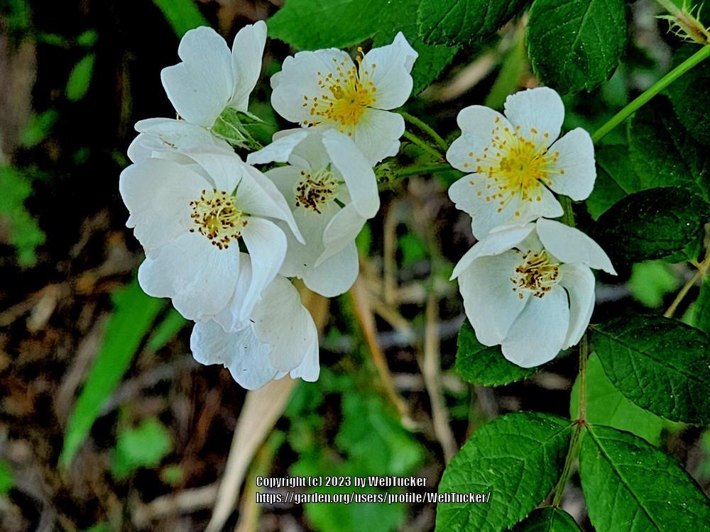Photo of Multiflora Rose (Rosa multiflora) uploaded by WebTucker