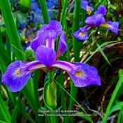 Blue Flag Iris #146; They're back and beautiful at Pages lake par