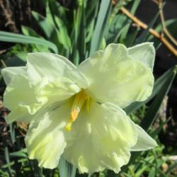 Location: Toronto, Ontario
Date: 2023-04-20
Split-Cupped Collar Daffodil (Narcissus 'Cassata').