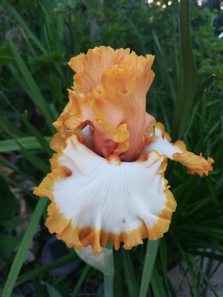 Photo of Tall Bearded Iris (Iris 'Precious Halo') uploaded by olga_batalov