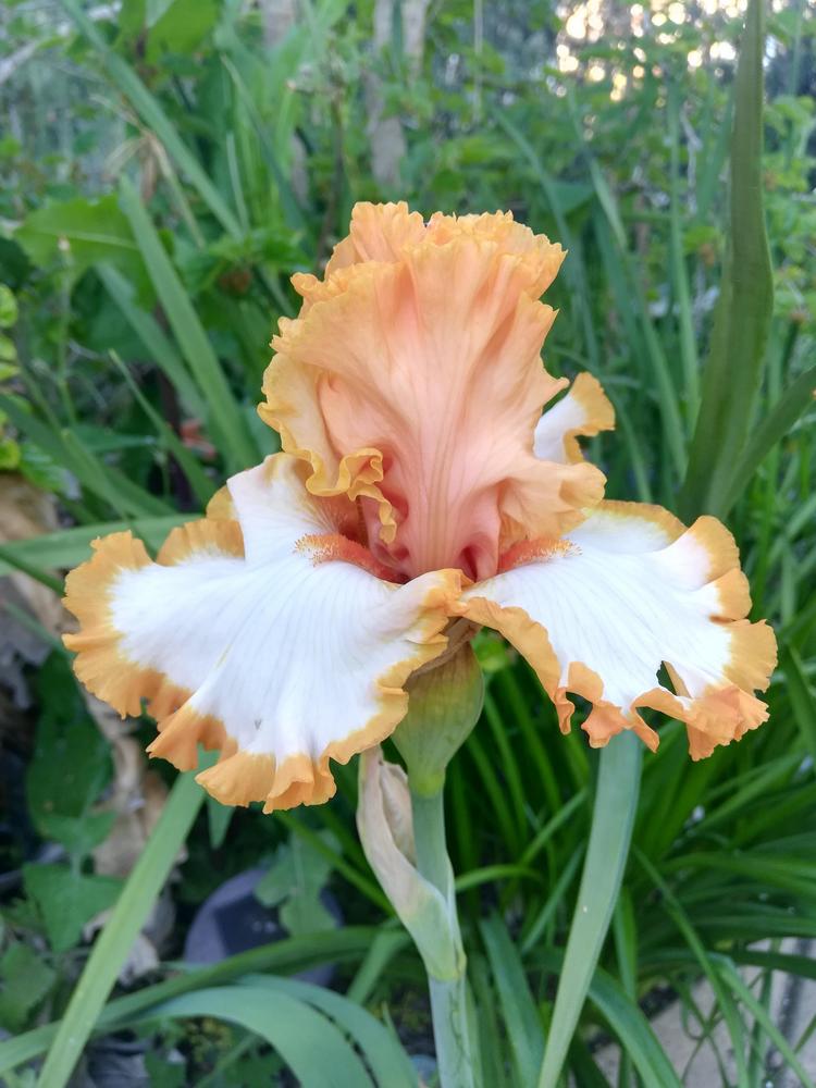 Photo of Tall Bearded Iris (Iris 'Precious Halo') uploaded by olga_batalov