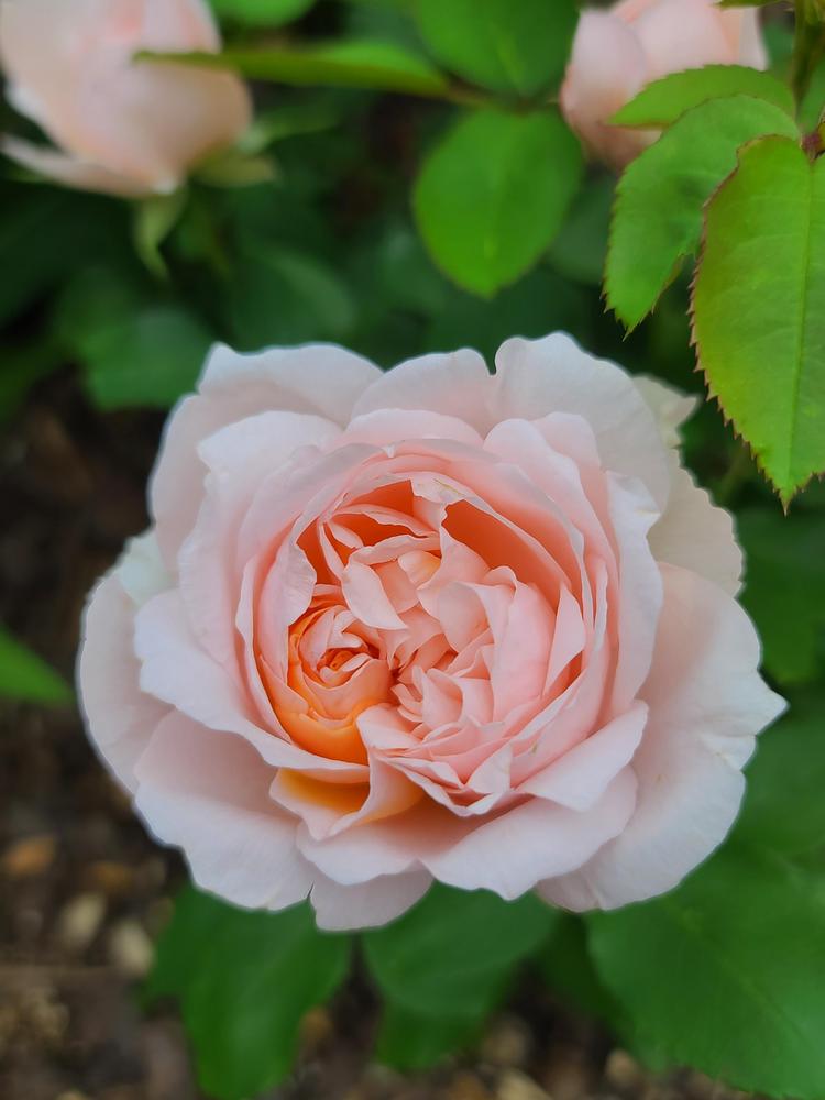Photo of Rose (Rosa 'The Lady Gardener') uploaded by BrookeCarrollGant