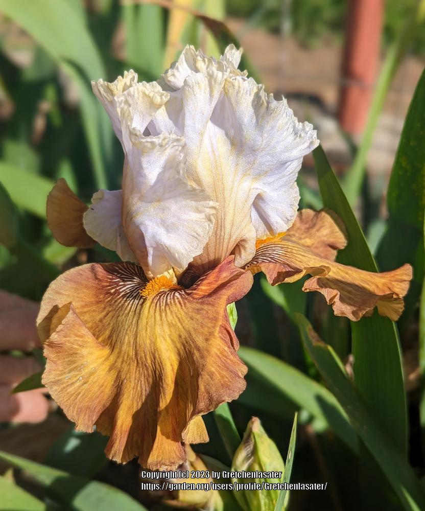 Photo of Tall Bearded Iris (Iris 'Milk in My Coffee') uploaded by Gretchenlasater