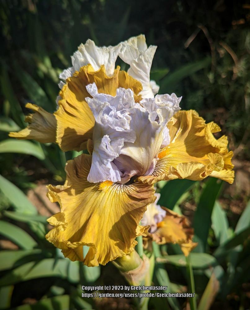 Photo of Tall Bearded Iris (Iris 'Olive Windows') uploaded by Gretchenlasater