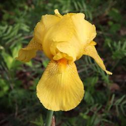 Location: my Zone 7b garden in North Georgia Mountains
Date: 2023-04-21
Tall bearded yellow iris NoID 001