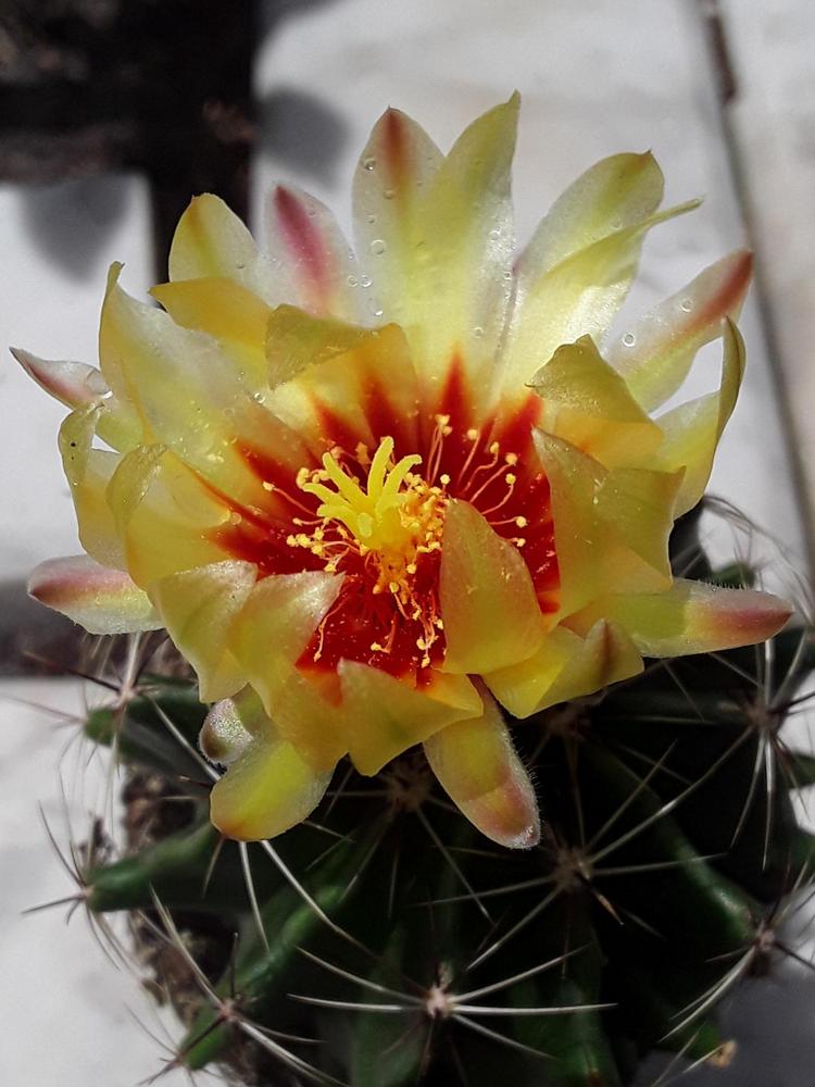 Photo of Texas Barrel Cactus (Bisnaga hamatacantha subsp. hamatacantha) uploaded by MySecretIslandGarden