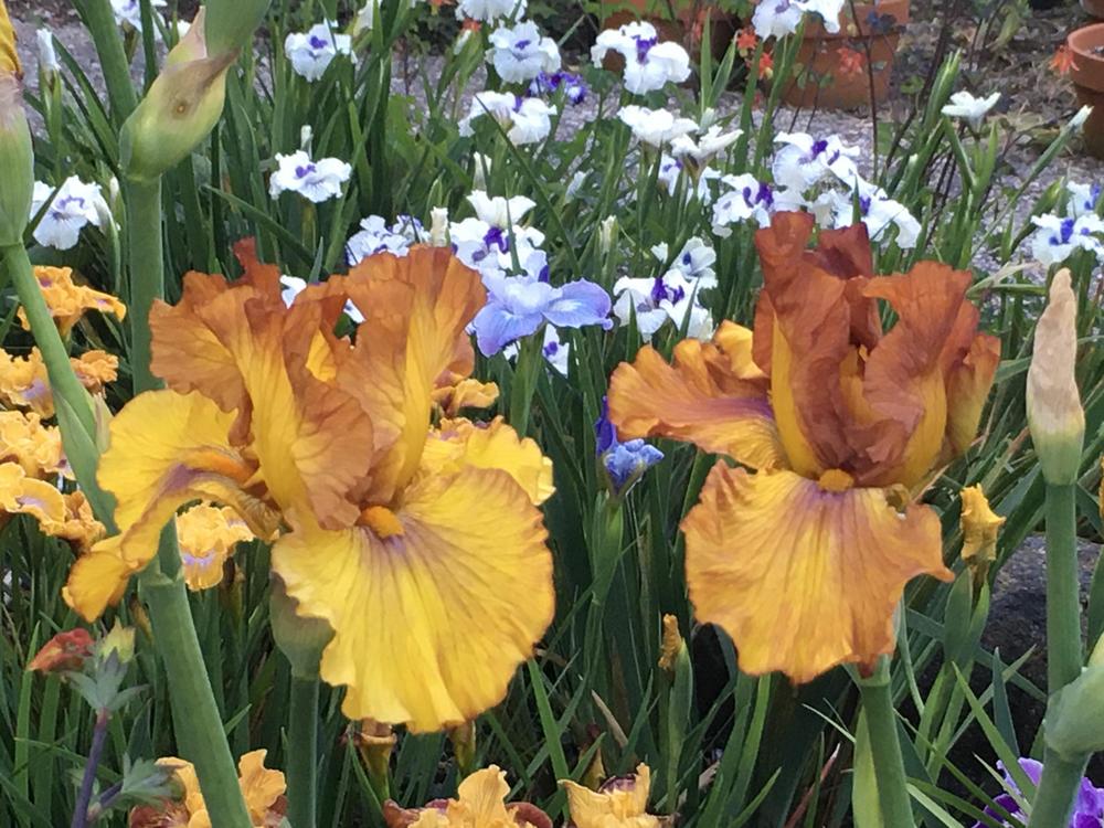 Photo of Tall Bearded Iris (Iris 'Spice Trader') uploaded by Neela