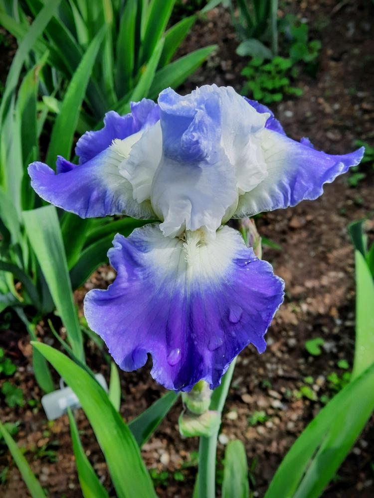 Photo of Tall Bearded Iris (Iris 'Clarence') uploaded by Oldtimey4