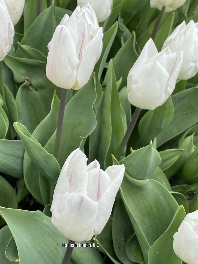Photo of Tulip (Tulipa 'White Prince') uploaded by RachaelHunter